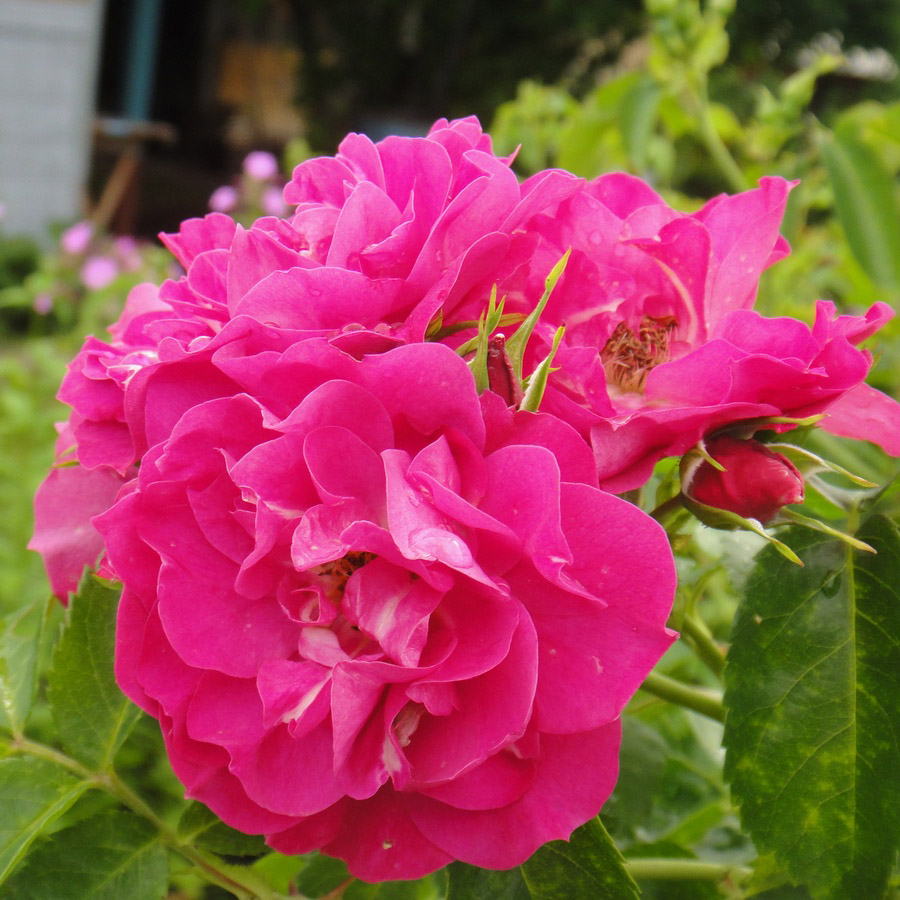 Роза канадская плетистая Джон Кэбот в коробке ЦО 