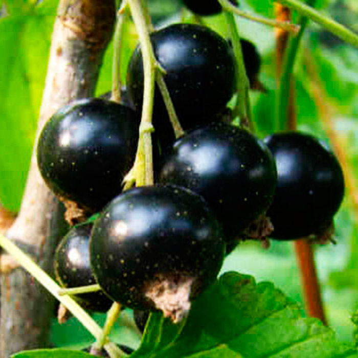 Смородина Орловия, черная v5 Tim 