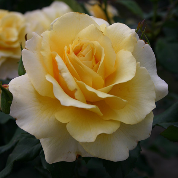 Роза чайно-гибридная Санни Скай с5, Tim 