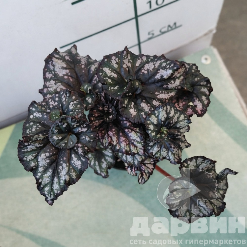 Бегония Рекс Кумбия (улитка) d8 h15 