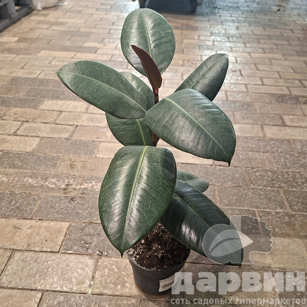 Фикус эластика Абиджан d12 h25-30 Tim 