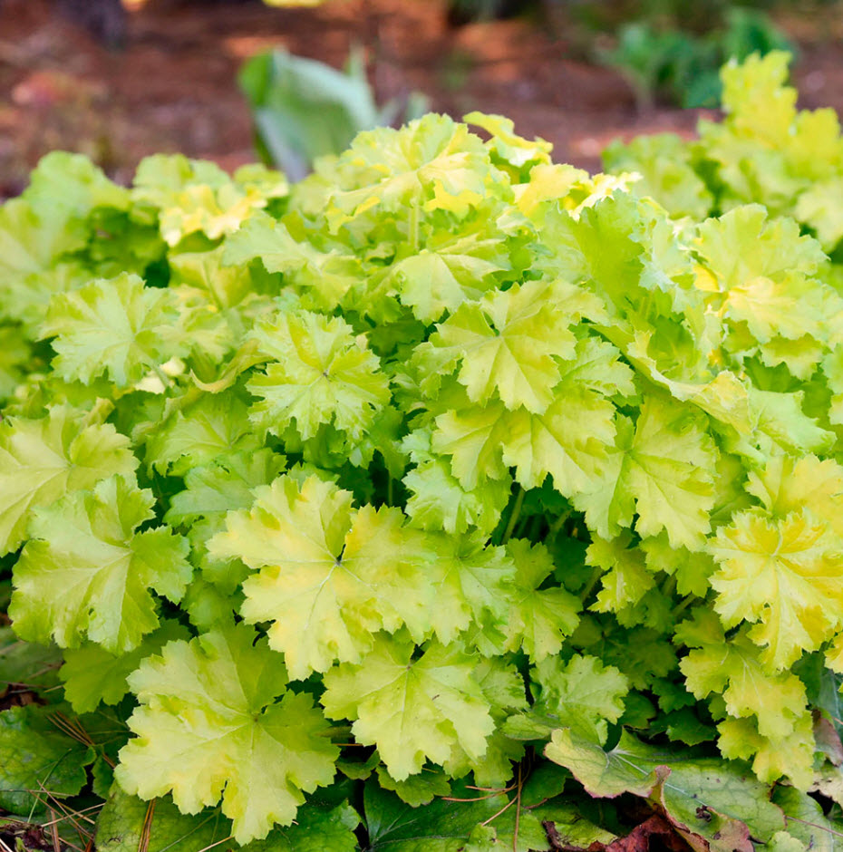 Гейхера Лемон Лав d12 ХР 