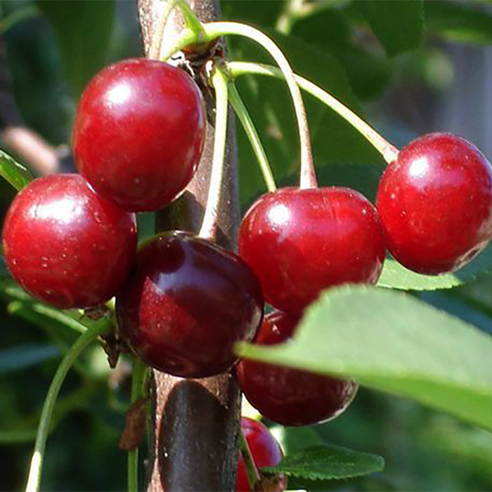 Вишня Любская v7 100-120 Tim по цене  Вишня Любская v7 100-120 Tim