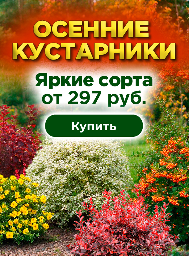 Лиственные осенние кустарники