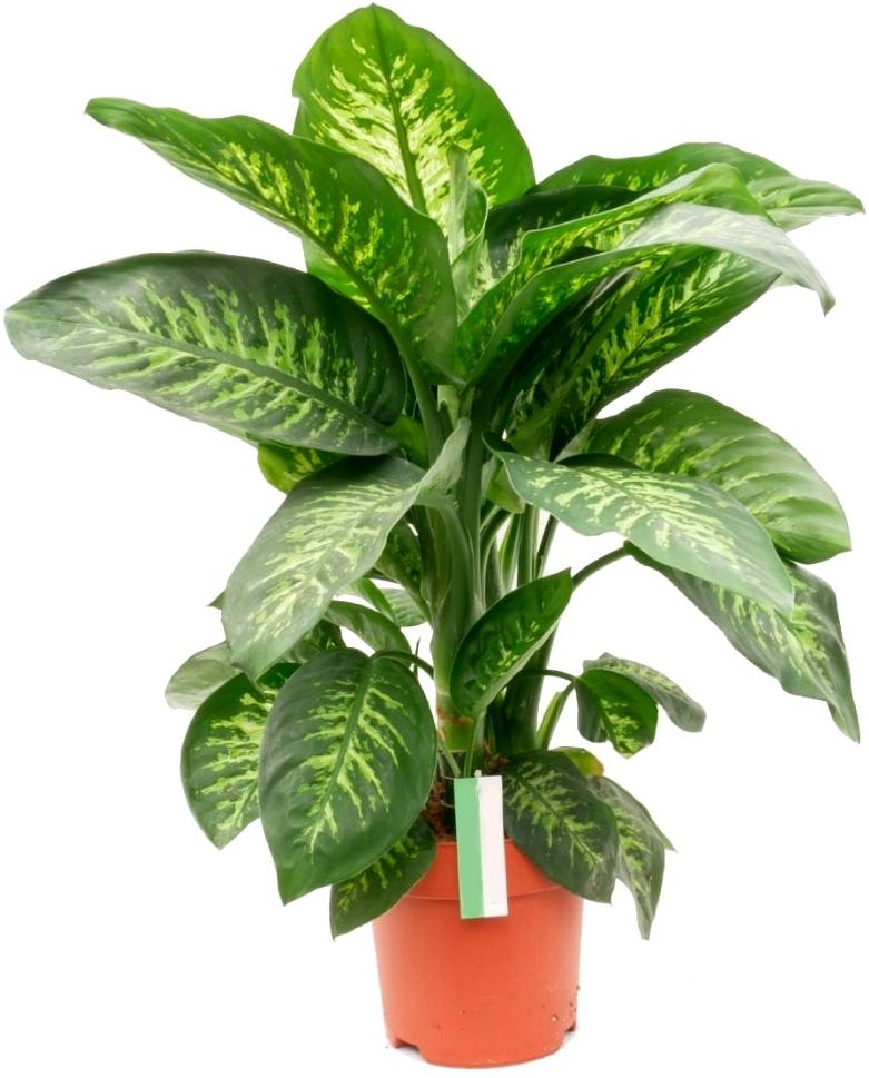 Виды и название диффенбахия. Диффенбахия зеленая крупнолистная. Диффенбахия. Диффенбахия тропик сноу. Диффенбахия баузе (dieffenbachia bausei).