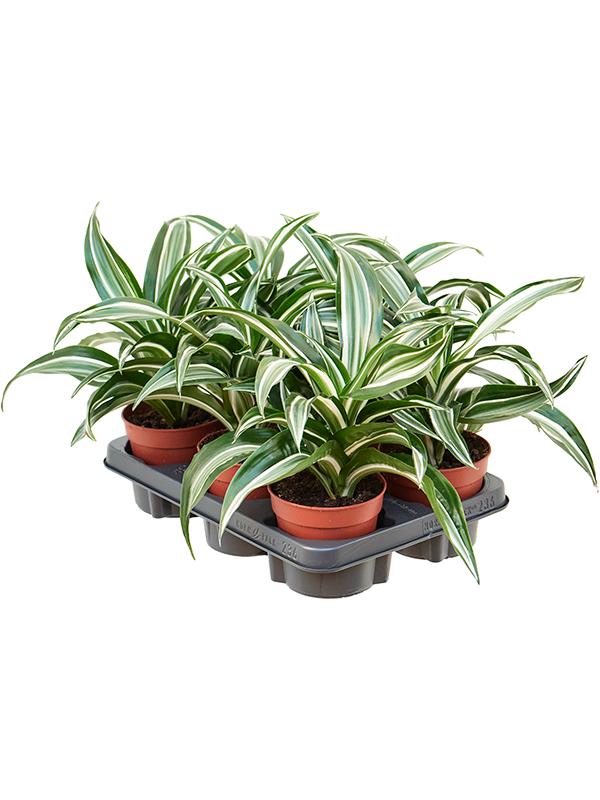 Драцена Копстек Джаде Джевел d12