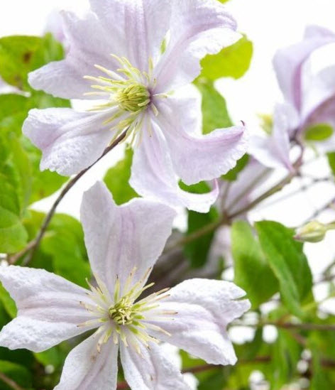 Клематис Белый Принц Чарльз p9 CL 