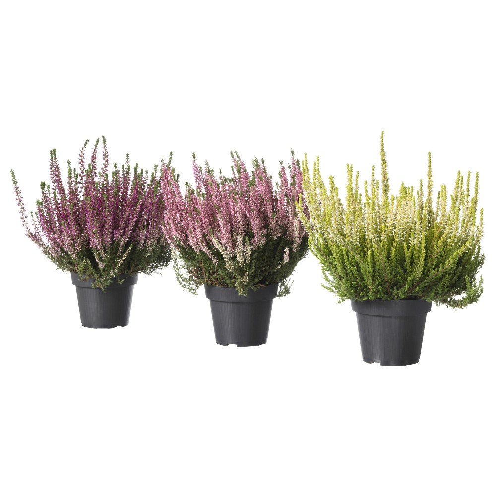 Каллуна в ассортименте d12 