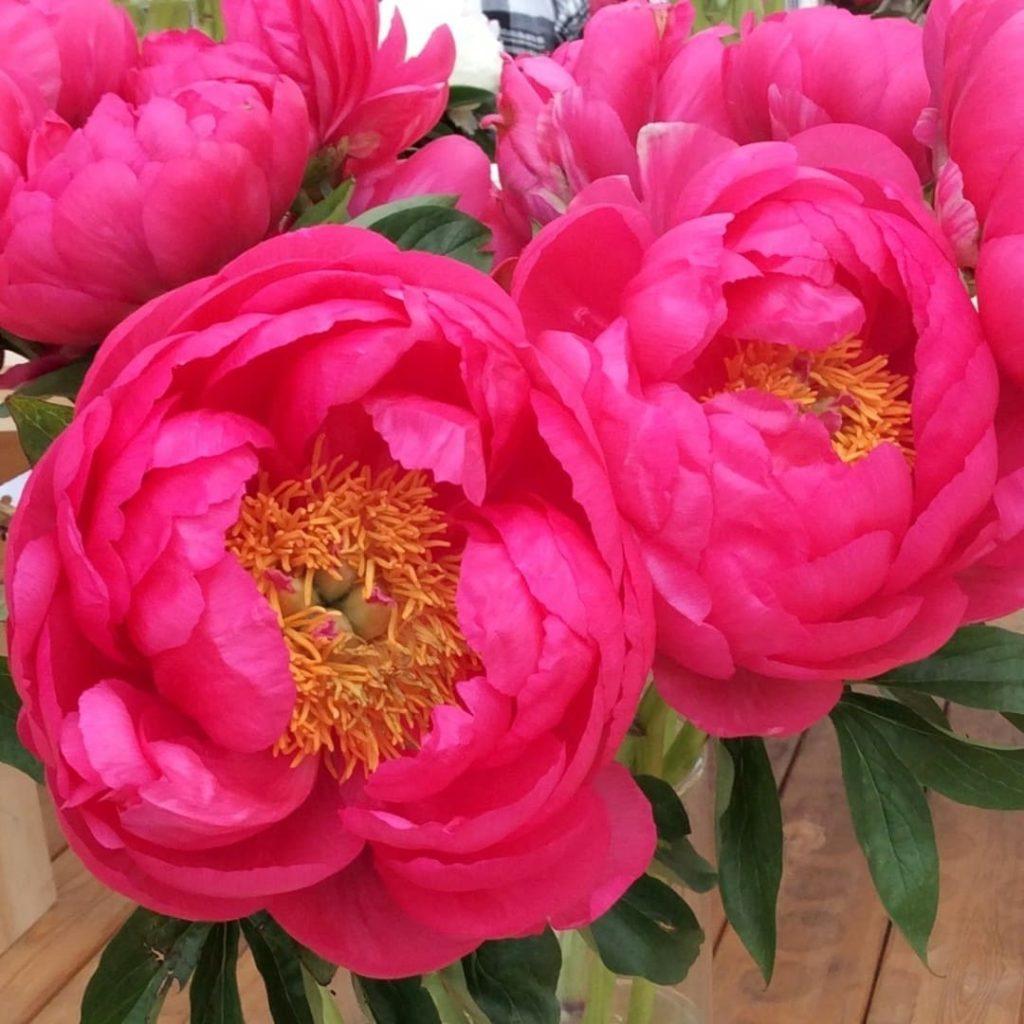 Пион Цитериа v5 Tim 