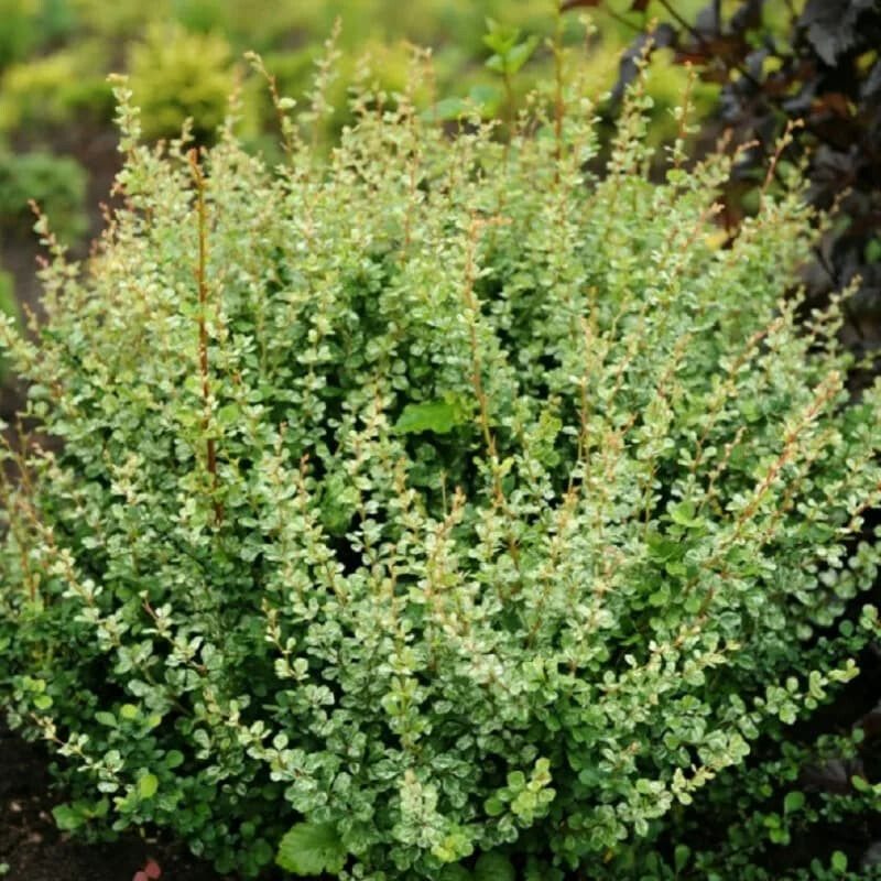 Барбарис тунберга Келлерис v12 50-60 Ul 