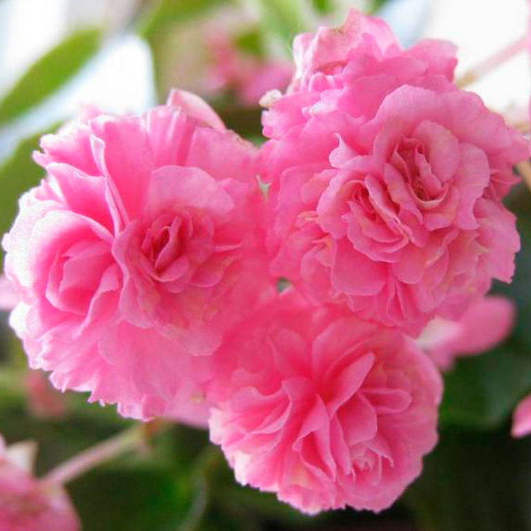 Бегония махровая в кашпо D27 bix 