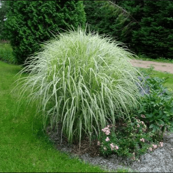 Мискантус китайский Вариегатус d10 Lav 