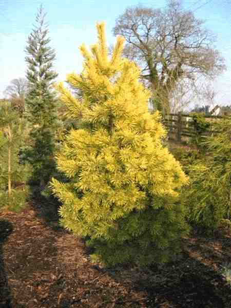 Сосна японская Ауреа v3 40-60 Bor 