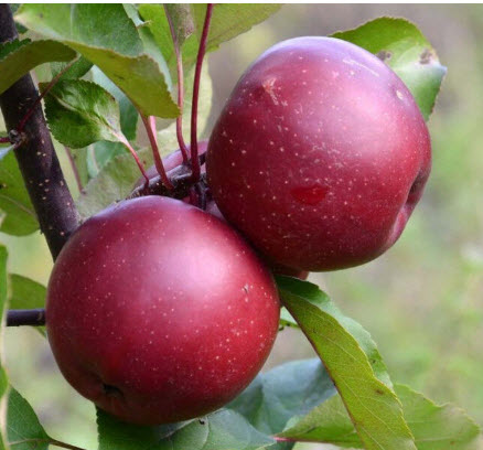 ОсновноеИзображение