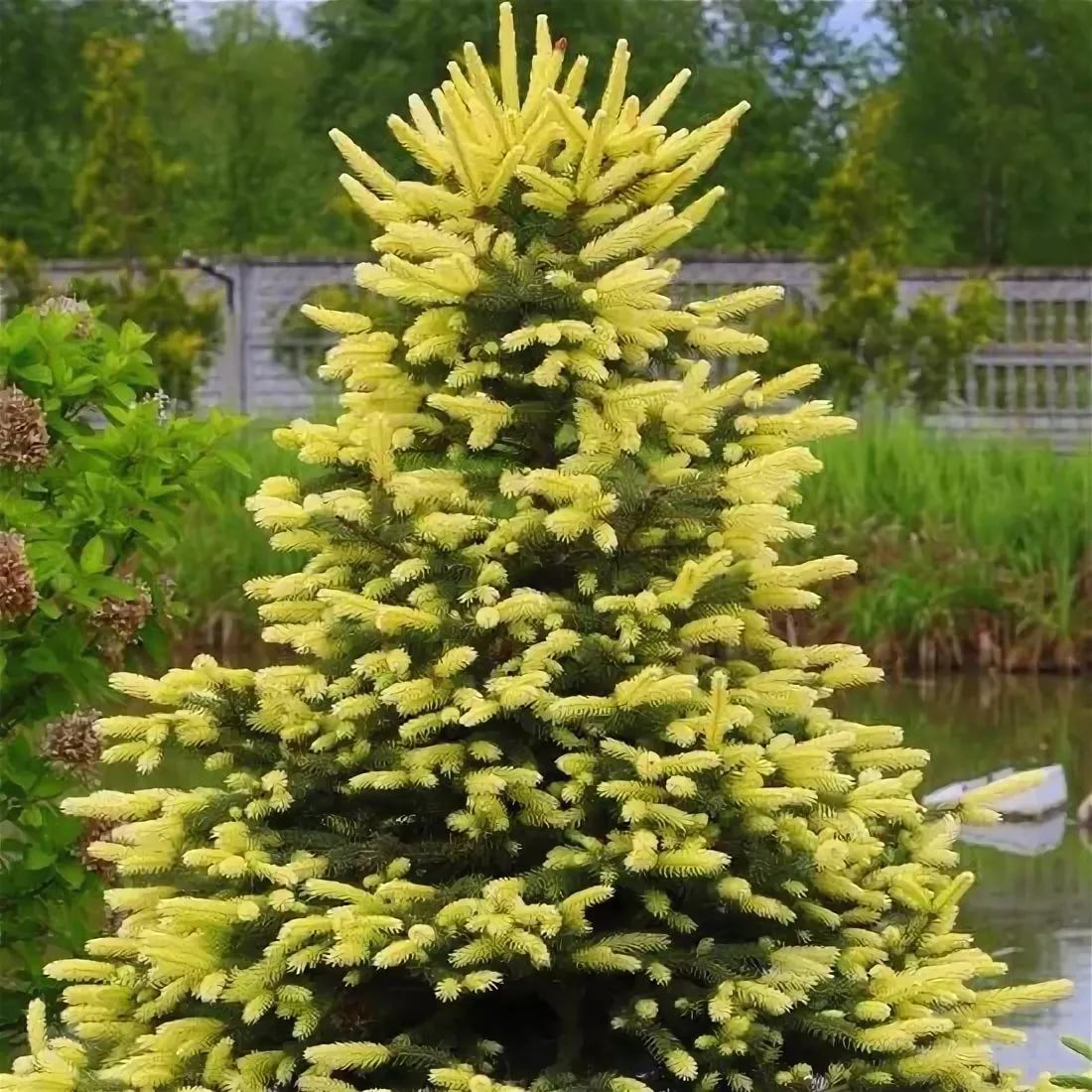 Ель колючая Мэйголд 60-80 Mt 