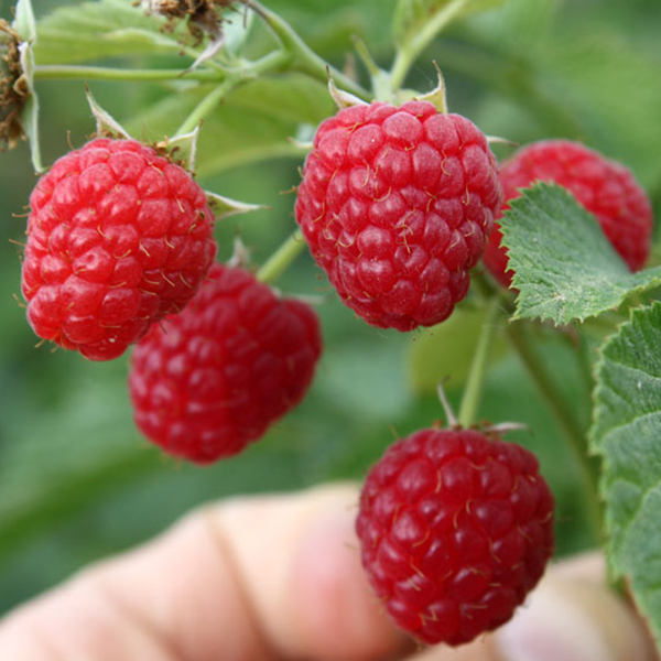 Малина крупноплодная Глен Файн, красная в коробке Tim 