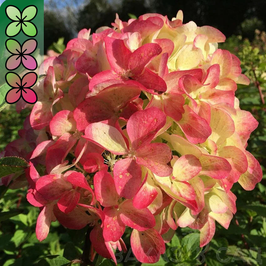 Гортензия метельчатая Граффити v3 Lav 