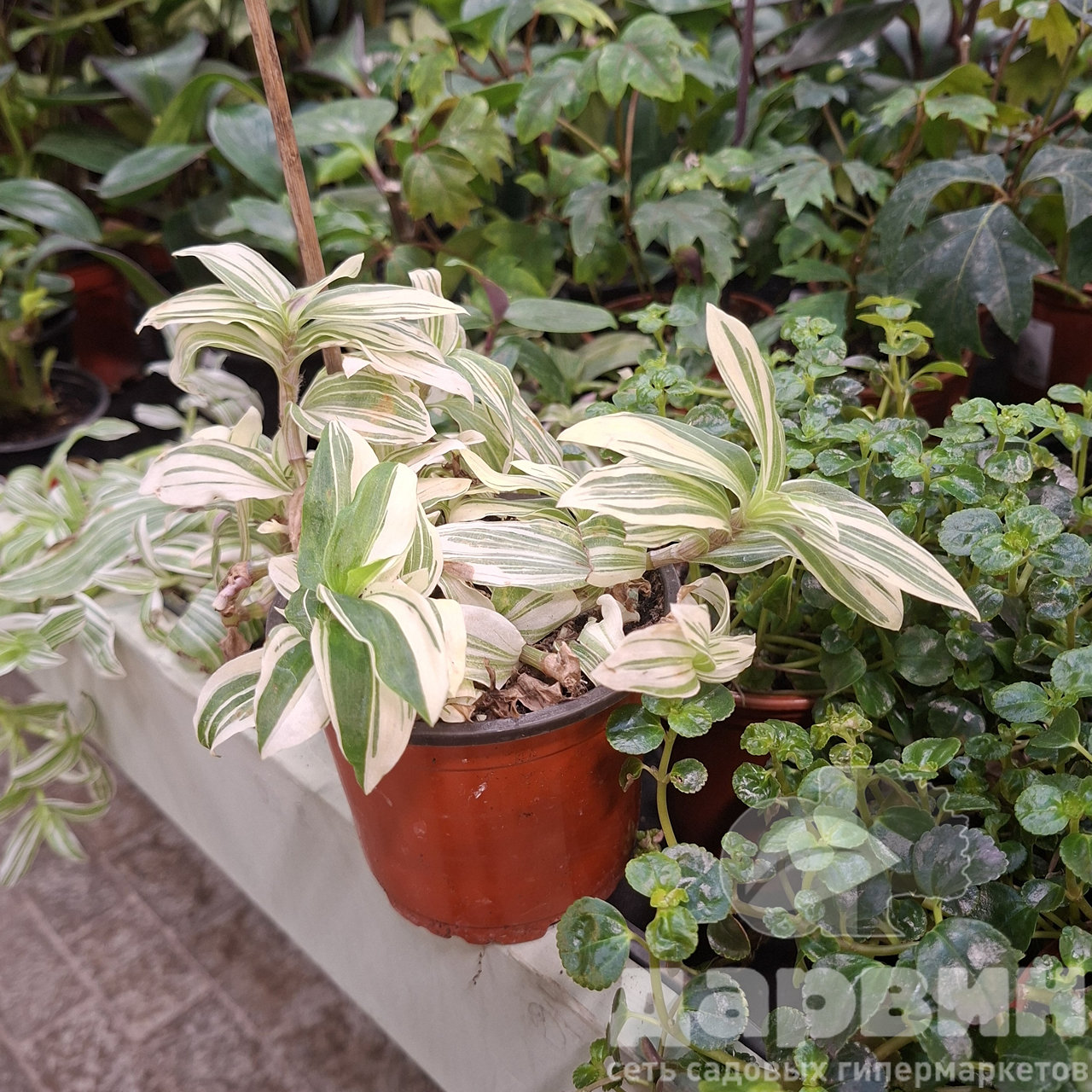 Традесканция Вариегата d11 Tim 