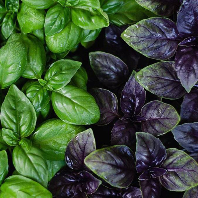 Базилик кассета 6шт ЕГ 