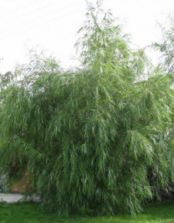 Ива Шверина Улучшенная C10, 30-50 YP 