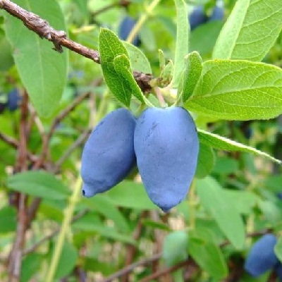 Жимолость Амур в коробке, Tim по цене  Жимолость Амур в коробке, Tim