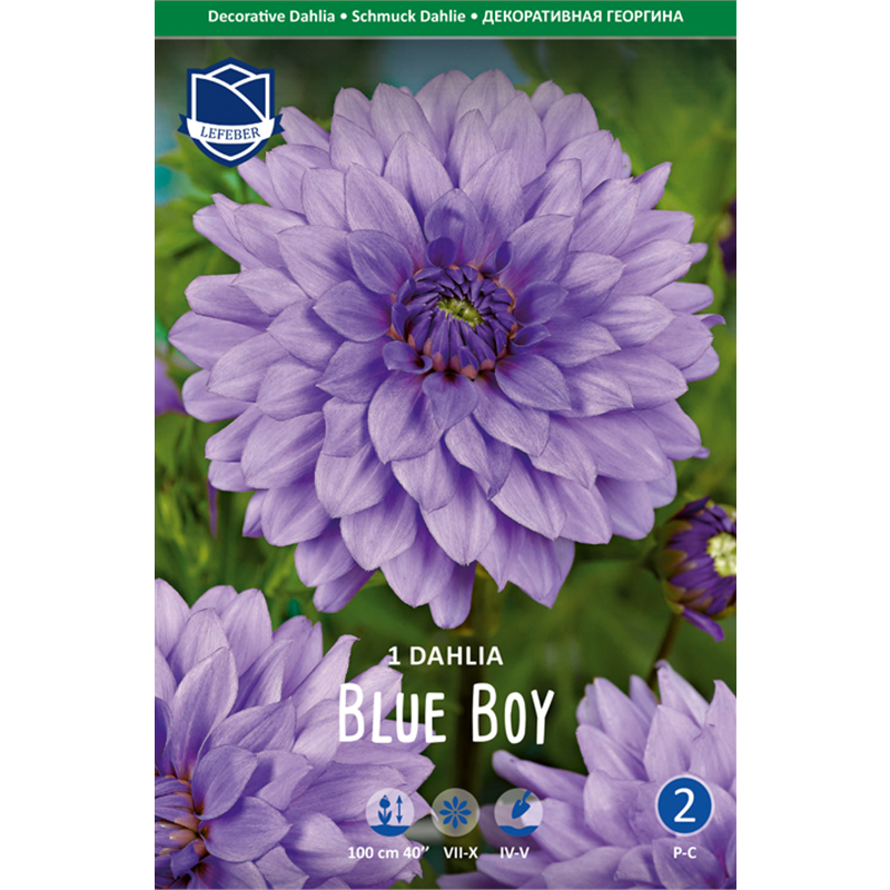 Клубень Георгина декоративного Блю Бой I 1шт 