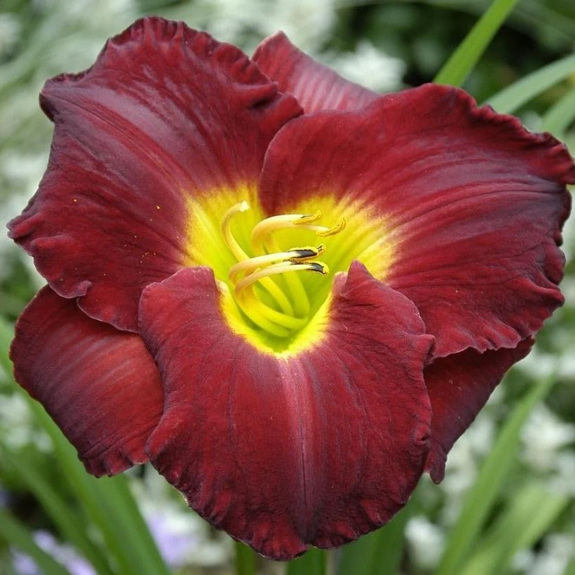 Лилейник Рассиан Рапсоди v2 Tim 