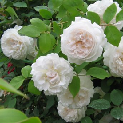 Роза английская WINCHESTER CATHEDRAL Р25, Tim 