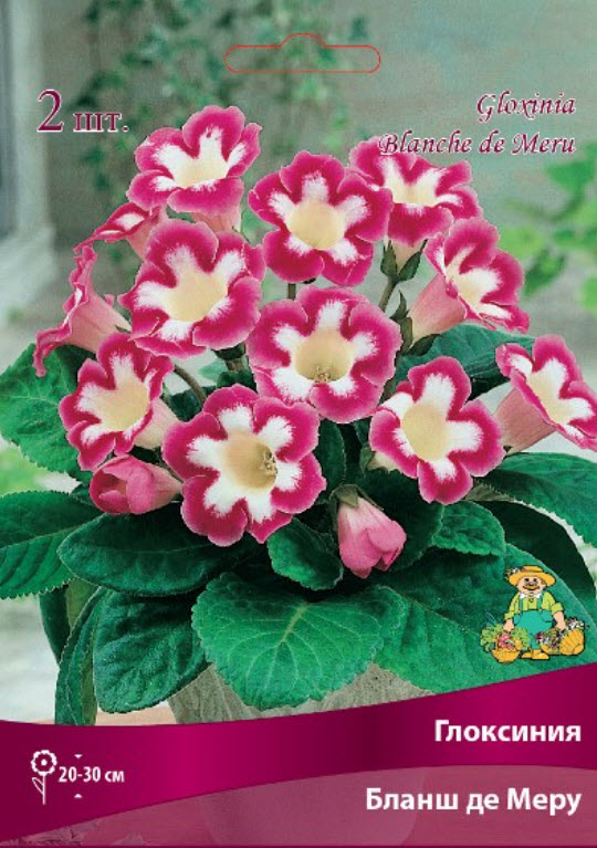 Клубень Глоксиния Бланш де Меру  5/6 1шт. Поиск 