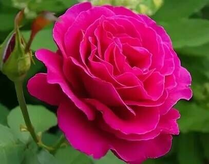 Роза чайно-гибридная Секси Парфюмелла в коробке ЦО 