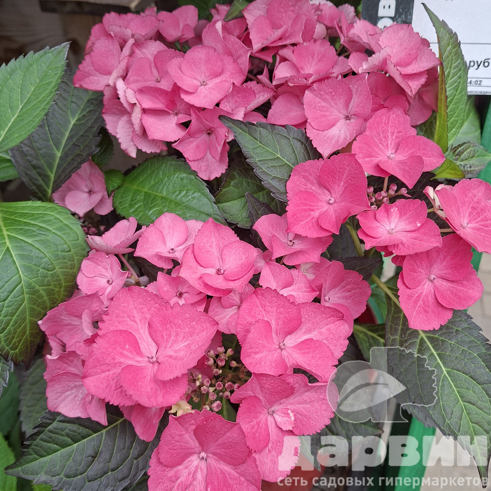 Гортензия крупнолистная Дарк Энджел v5 Tim 