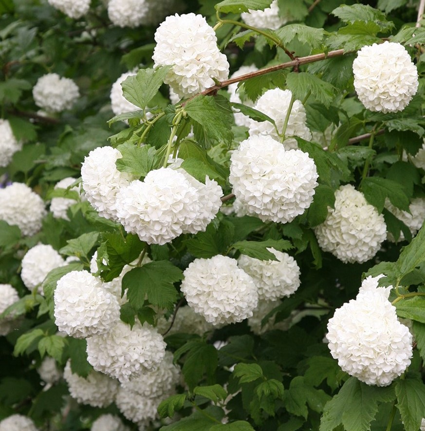 Калина обыкновенная Розеум v2 Lav 