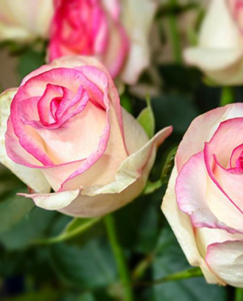 Роза чайно-гибридная Белла вита  v5 Lav 