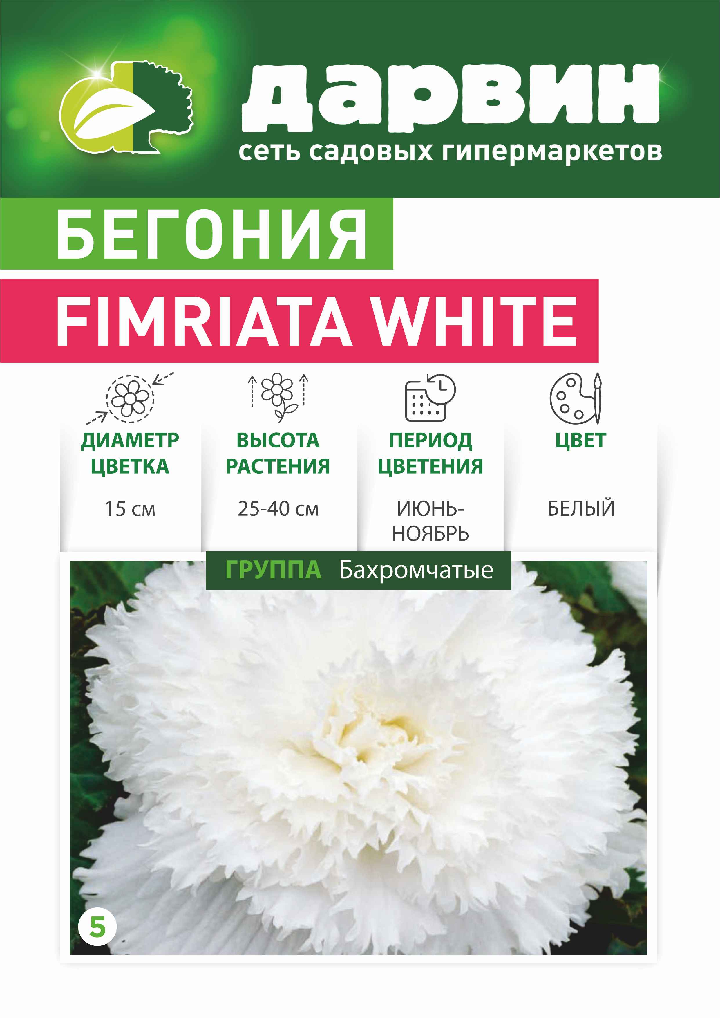 Клубень НВМ бегония в асс. 1шт 