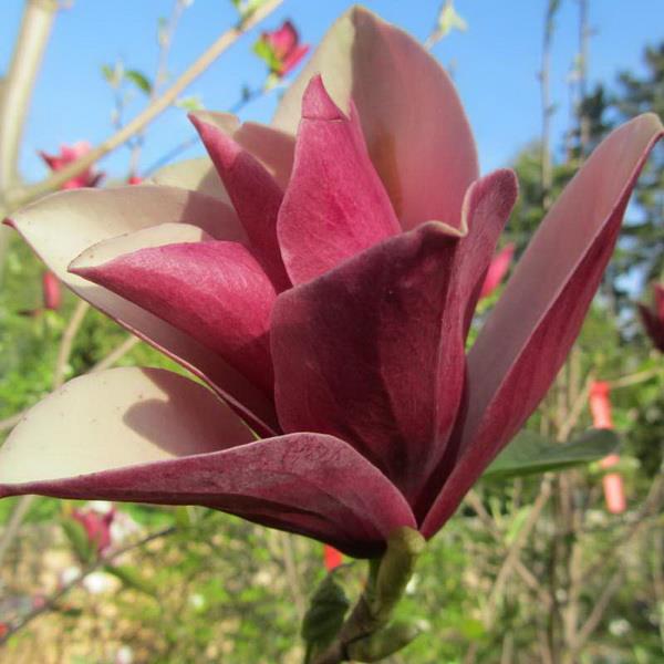 Магнолия Бургунди с3 Zim 