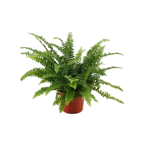 Нефролепис Грин Леди d17 h50 