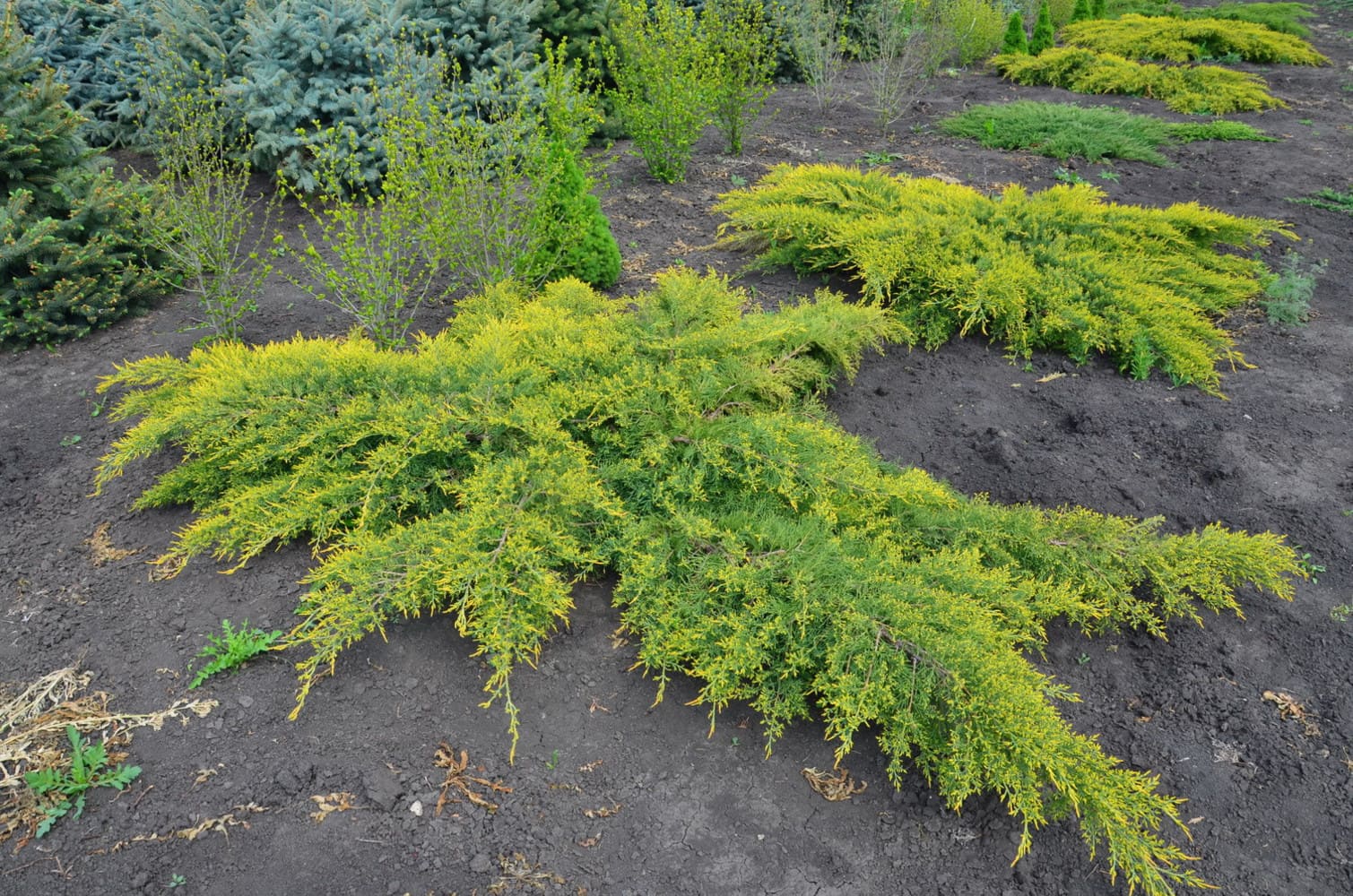 Можжевельник средний Пфитцериана Ауреа v26 100-120 Bor 