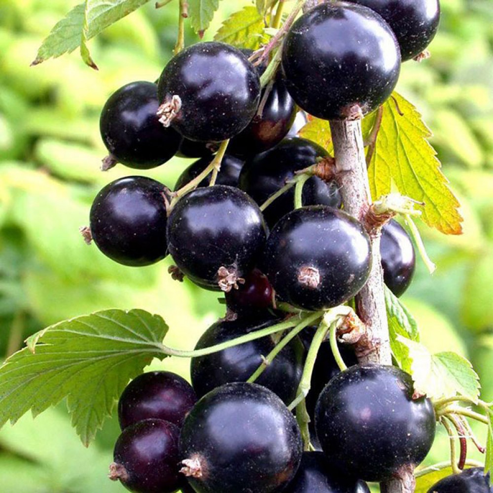 Смородина черная Орловия в коробке Tim 