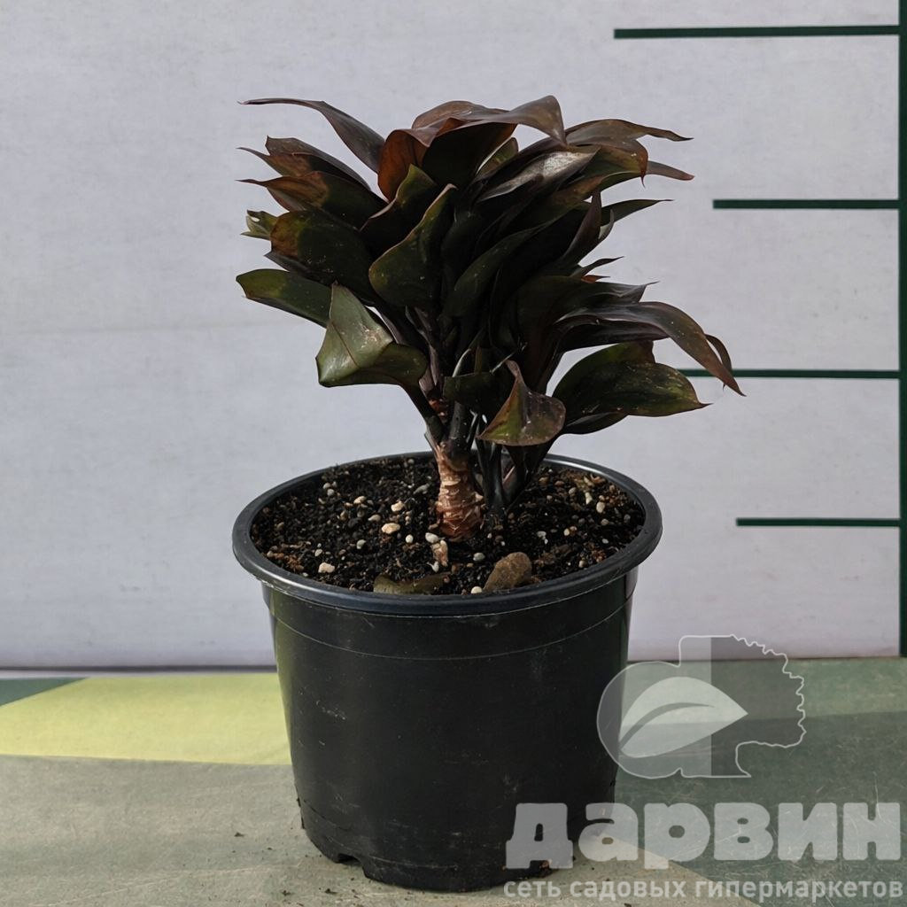 Кордилина Baby Doll d11 Tim 