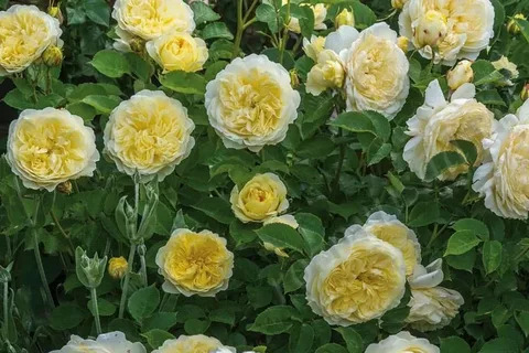 Роза Шраб Пилигрим в коробке Биосфера 