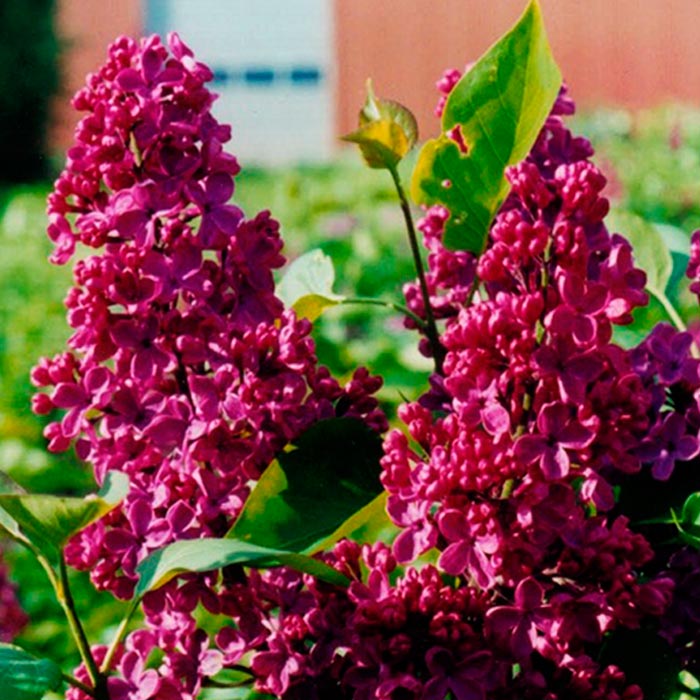 Сирень обыкновенная Людвиг Шпет C3, BL 