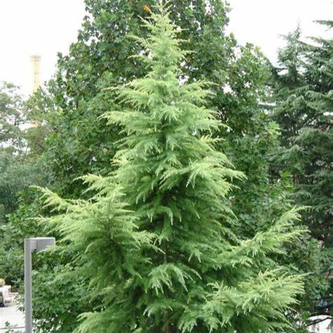 Кедр гималайский Карл Фукс v5 h100-125 Lav 