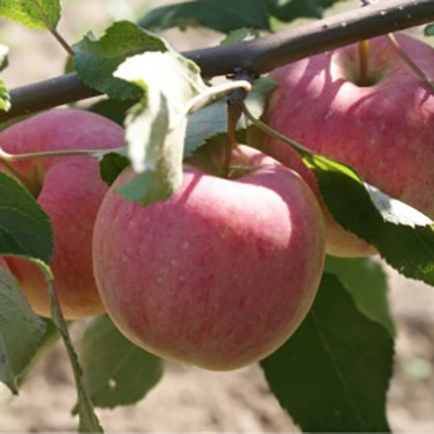 Яблоня Сладкая нега 1-летка Tim 