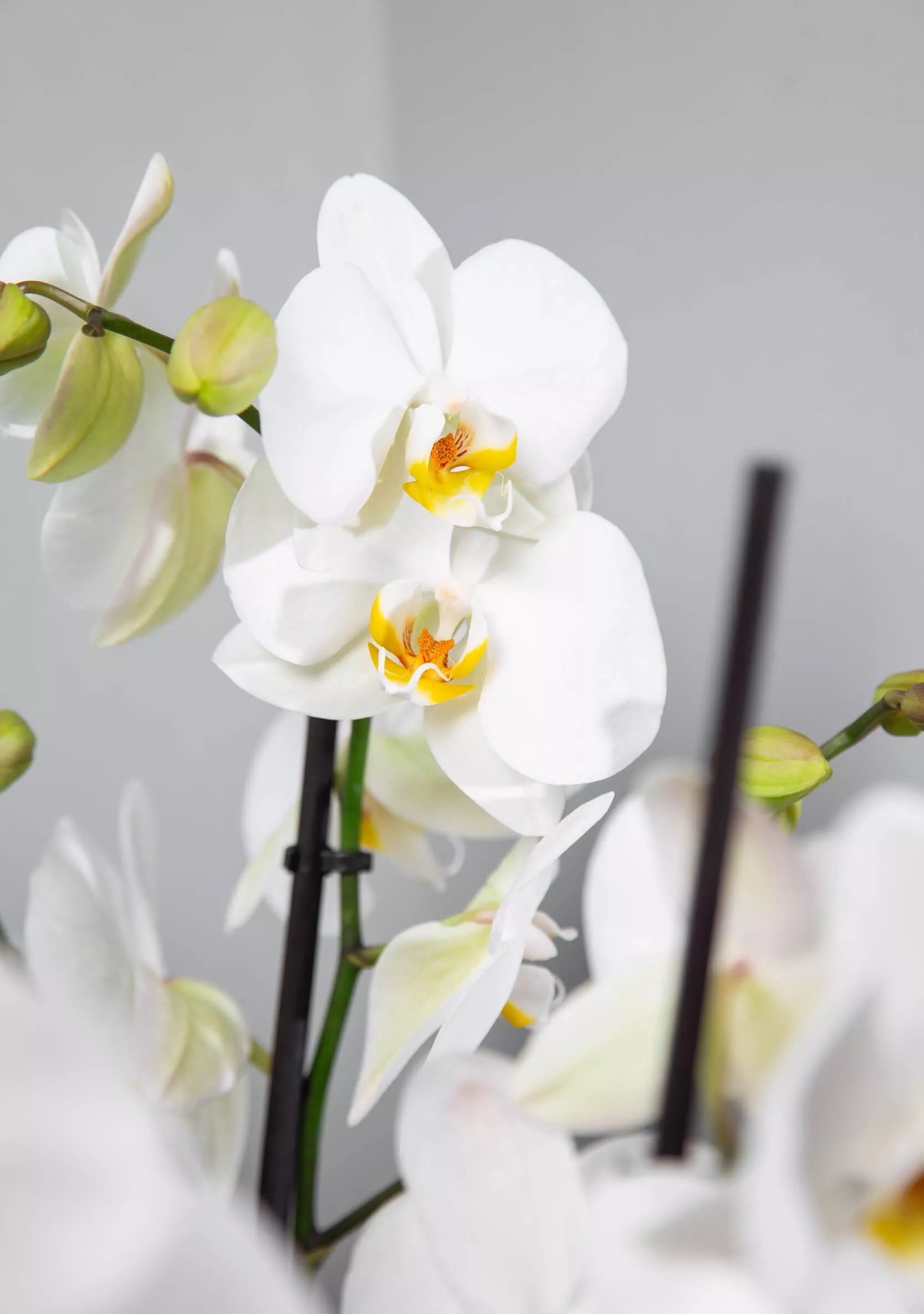 Фаленопсис 3 ст Кубето Колор d12 h45 