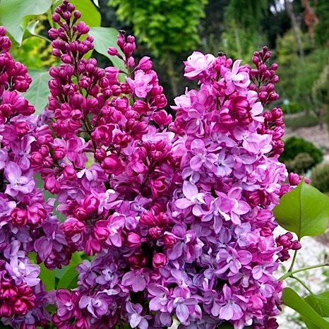 Сирень обыкновенная Принц Волконский v7,5 YP