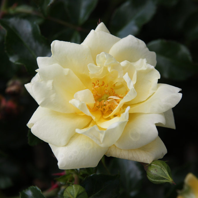 Роза почвопокровная Санни Роуз 5л Dem 