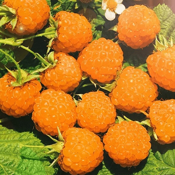 Малина Золотой гигант желт v5 Tim 