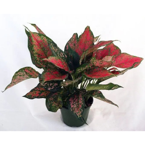 Аглаонема Ред Валентайн