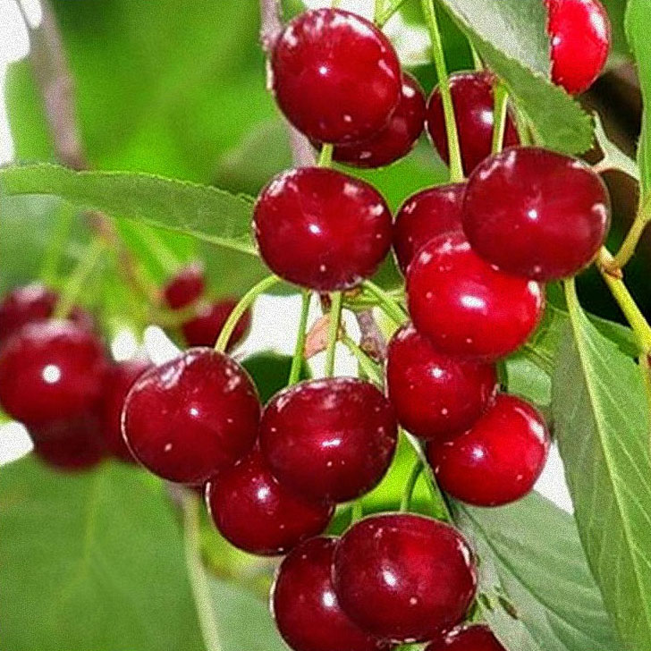 Вишня Малышка v 5-10 Tim по цене  Вишня Малышка v 5-10 Tim