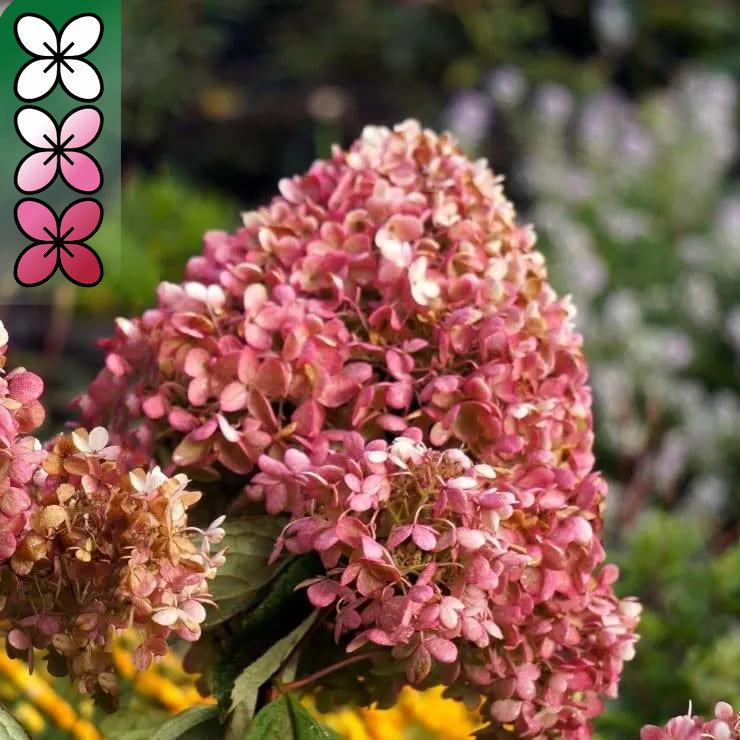 Гортензия метельчатая Инфинити C15, 20-30 YP 